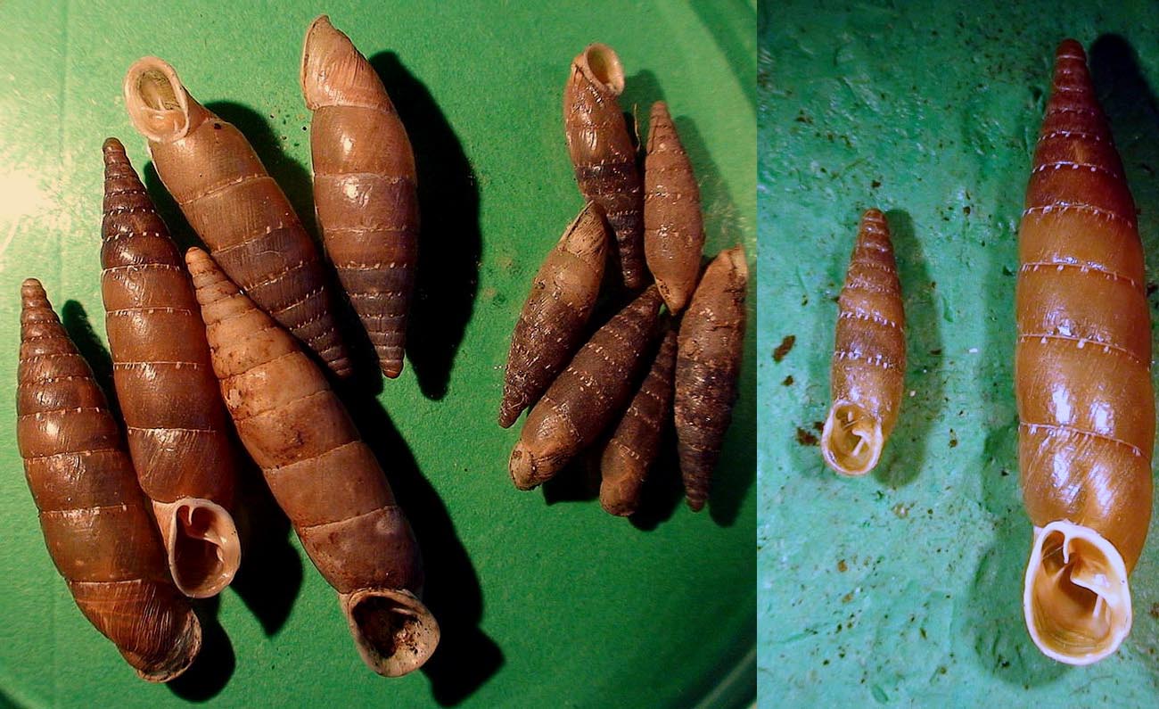 Variazioni in Siciliaria gibbula 2